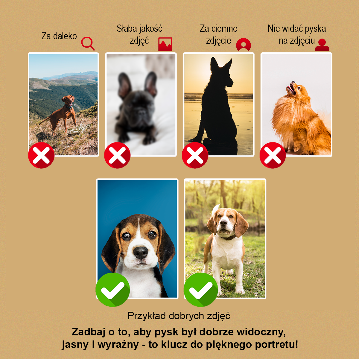 Image of Portret pasa z zielonym tłem - obraz na płótnie z Twojego zdjęcia